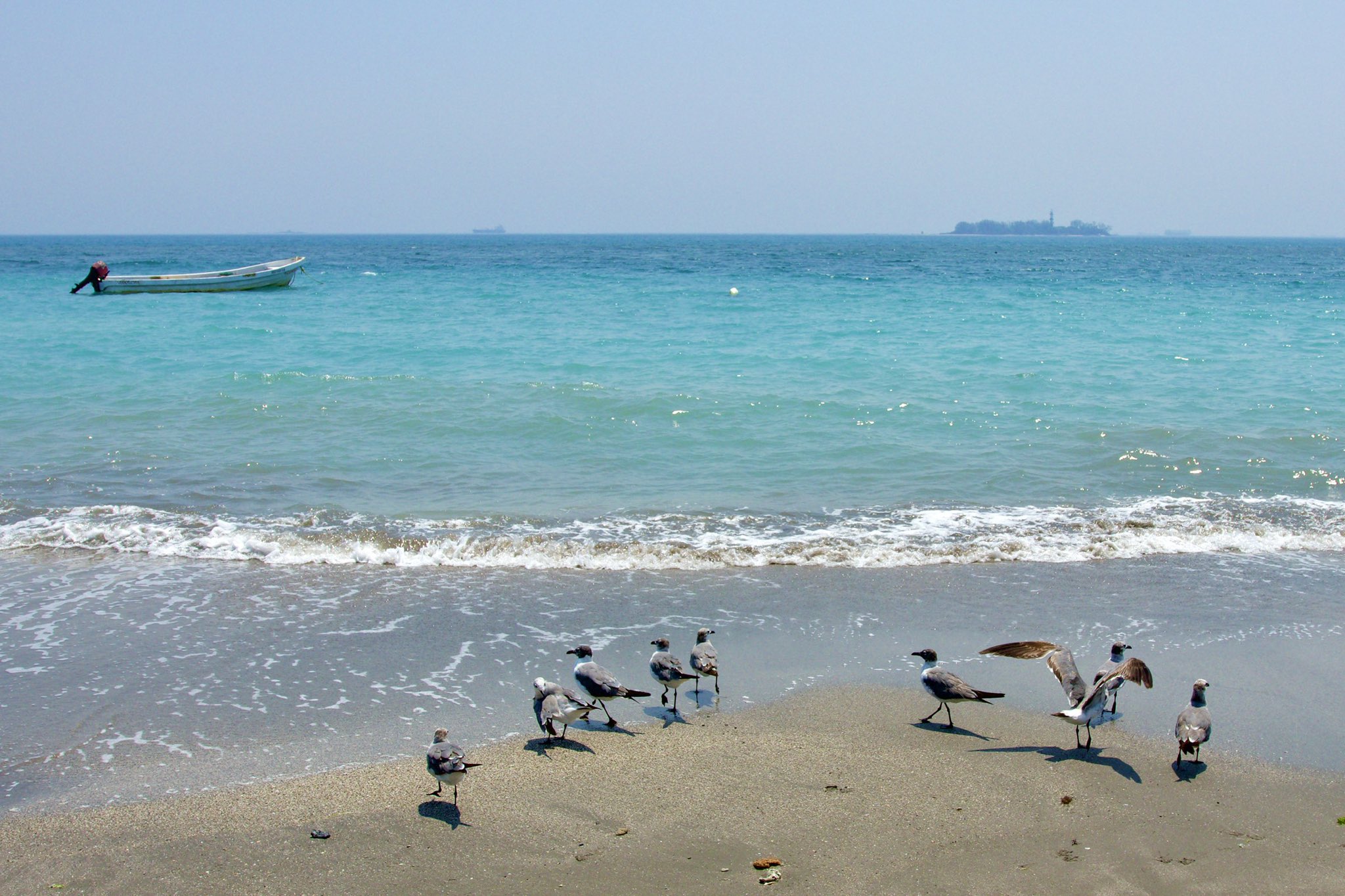 Playas de Veracruz se pintan de azul turquesa