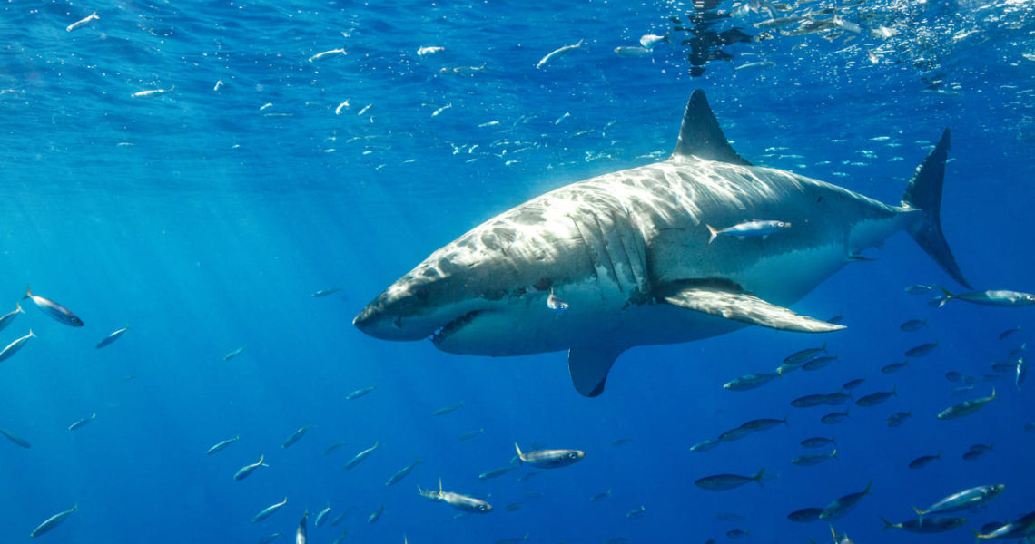 Tiburón casi se come a dos irresponsables que nadaban en playas de Cancún