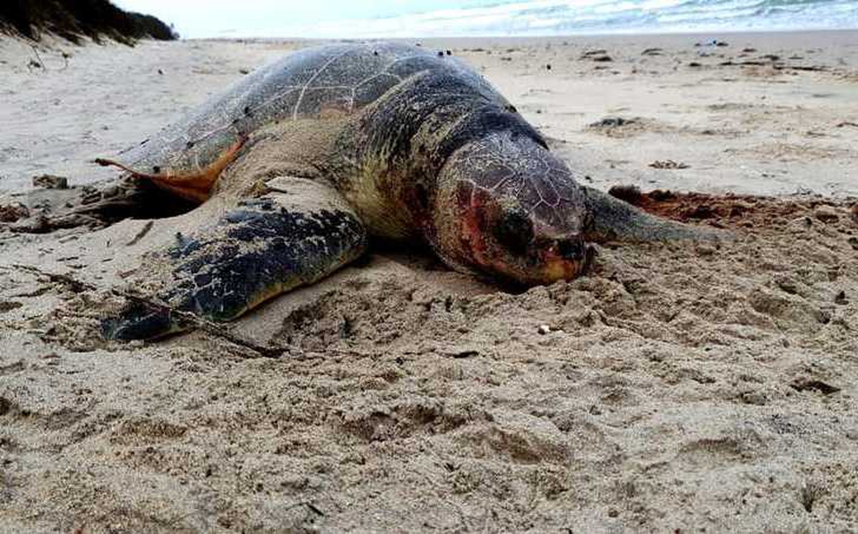 Tortugas son halladas sin vida y sus nidos saqueados