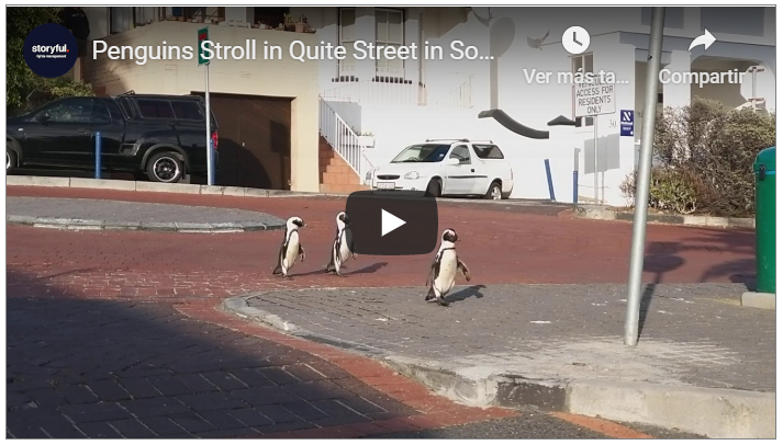 VIDEO|| Avistamiento de pingüinos por calles vacías en Sudáfrica.