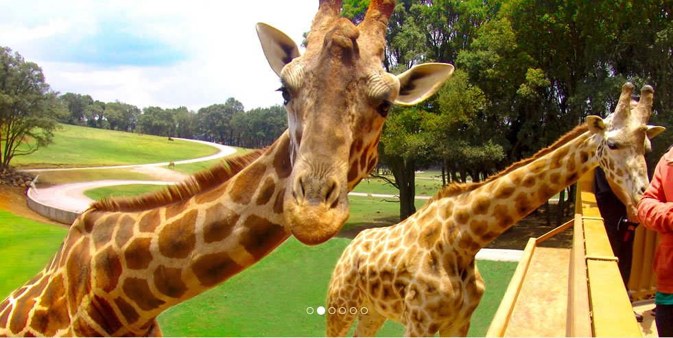Bio Parque Estrella pide ayuda para cuidados de más de 2 mil ejemplares