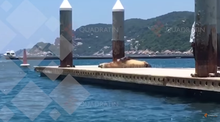 (Video) Captan a lobo marino tomando el sol en un muelle de Acapulco