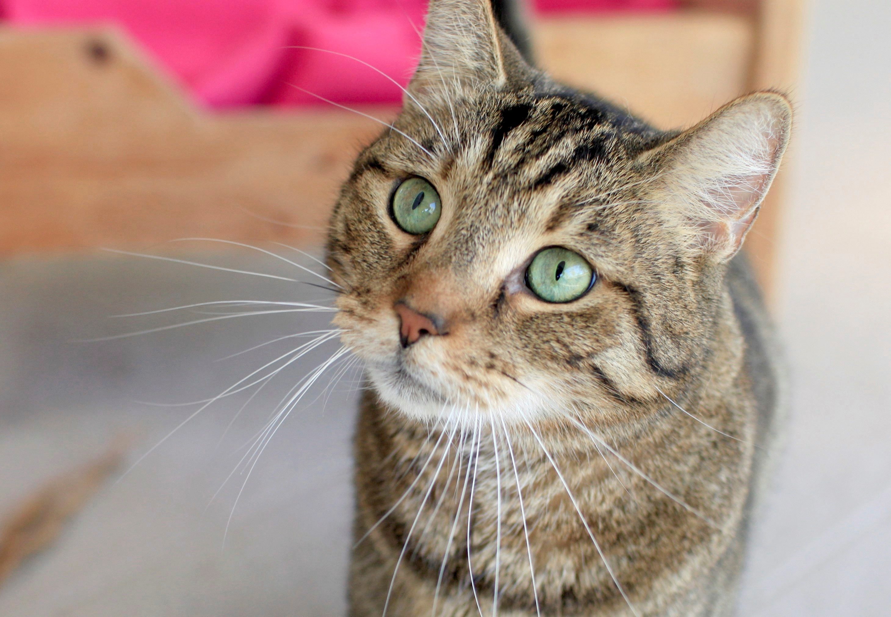 Gatos pueden transmitir Covid-19 y recomiendan que permanezcan en sus hogares