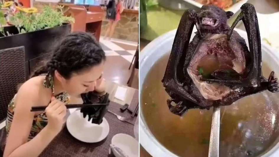 Ciudad China prohibe comer animales «exóticos»