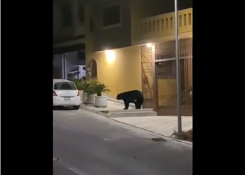 Tras cuarentena animales regresan a las ciudades turísticas en México