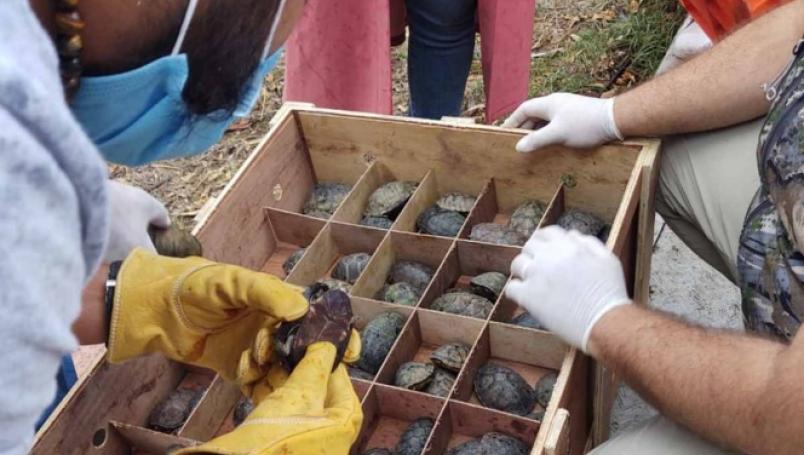 5,167 tortugas rescatadas pierden la vida