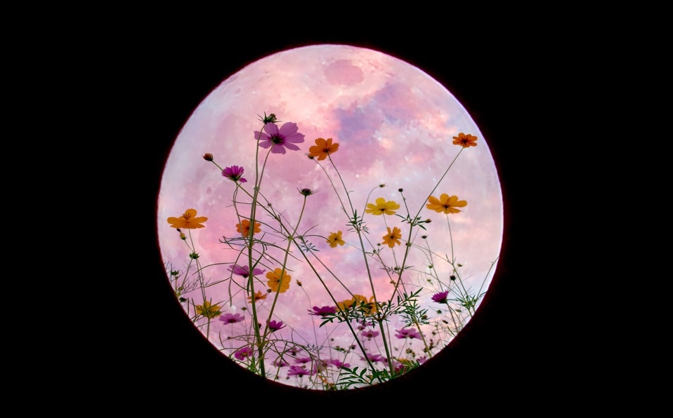 Disfruta este jueves de la increíble "luna de flores"