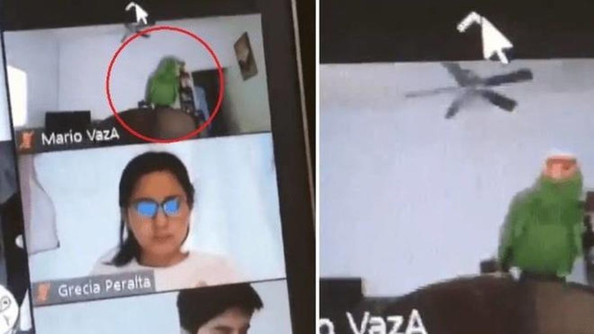 Loro interrumpe clase virtual y sacan a dueño del chat