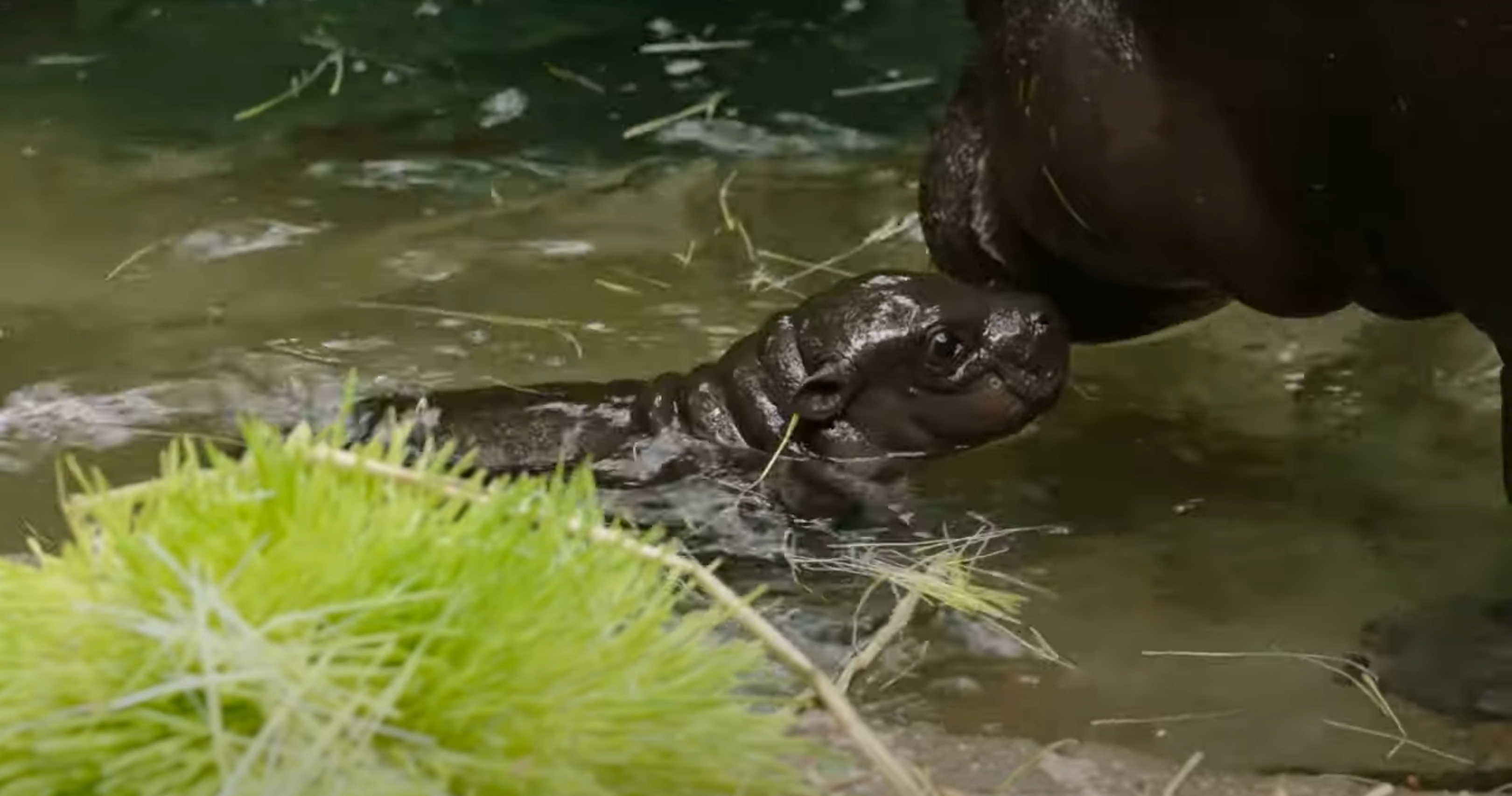 Nace conmovedor Hipopótamo pigmeo en zoológico