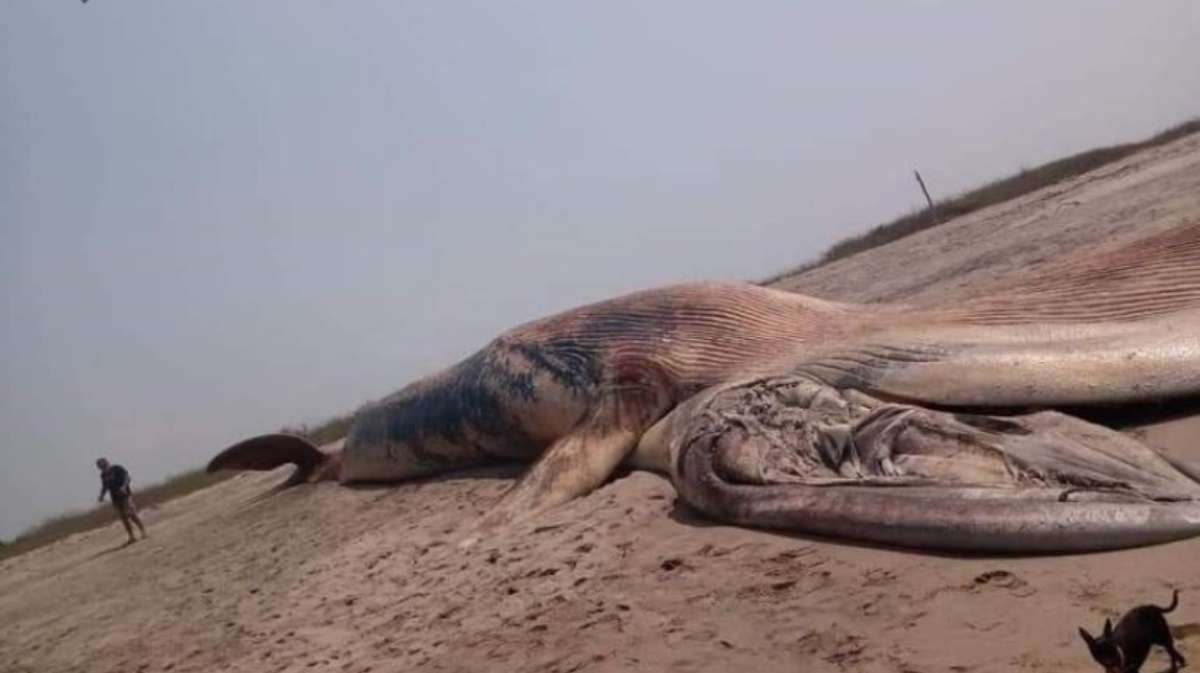 Oaxaca || Ballena azul es hallada sin vida