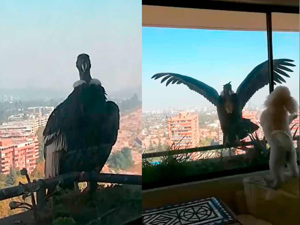 Perrito-defiende-a-sus-dueños-y-se-vuelve-viral