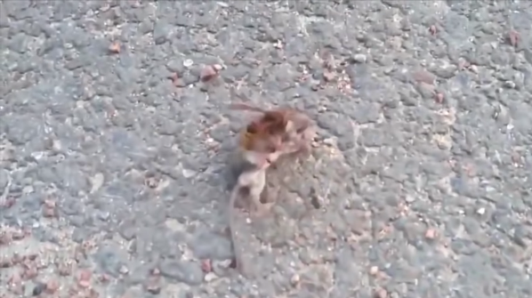 (Video) Captan a «avispón asesino» pelando con roedor hasta matarlo