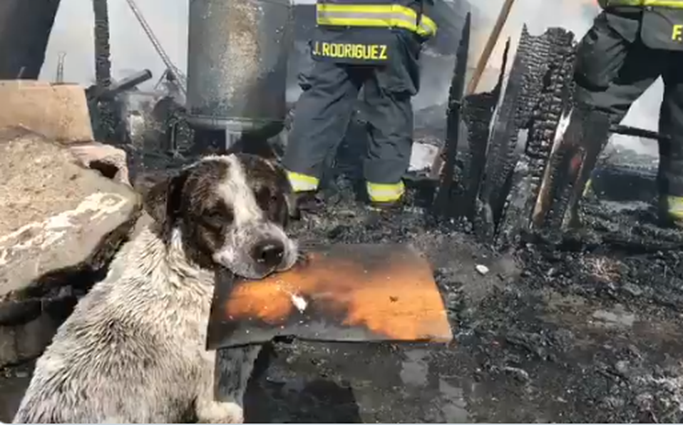 perrito llora al ver su casa destruida en un incendio