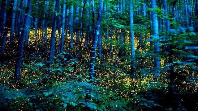 Arriba brillante espectáculo de luciérnagas al EdoMéx