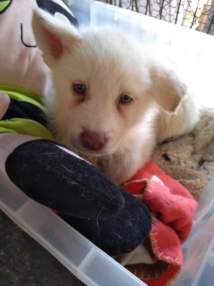 Para que su papá no le pegara a su perrito, niño decide regalarlo