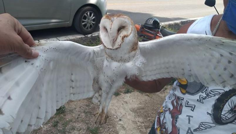 Continúan ataques contra lechuzas en Yucatán por presuntos malos augurios