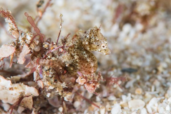 Este caballito de mar es del tamaño de un grano de arroz