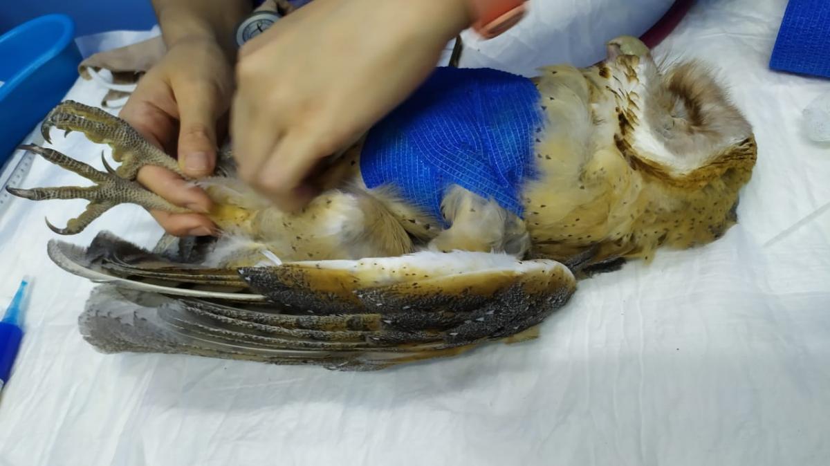 En Yucatán atacan lechuzas: creen que atrajeron al COVID-19