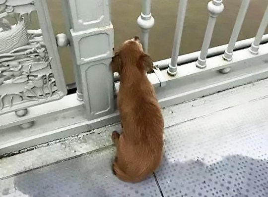 Perrito espera a su dueño en el puente donde se quitó la vida