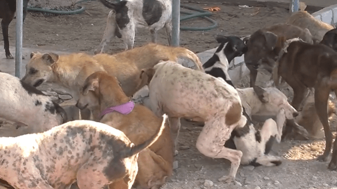 87 perros y gatos abandonados en albergue de Acapulco