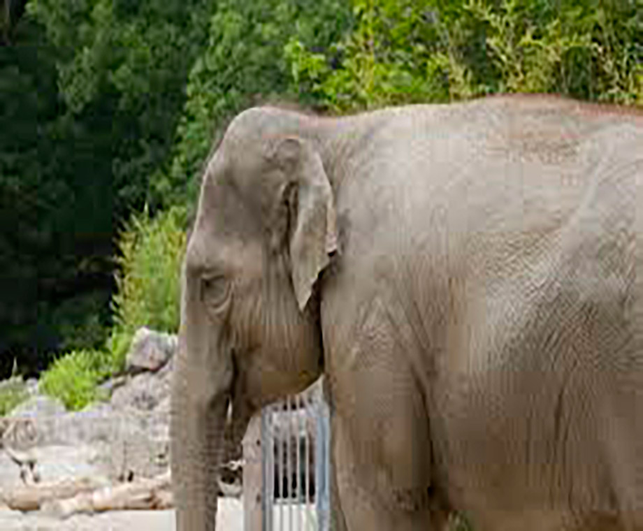 elefante-embarazada-muere-por-consumir-pina-con-explosivos-en-kerala