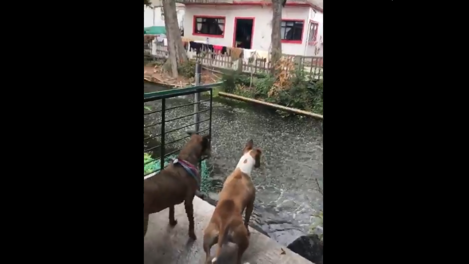 (Video) Peces de Xochimilco saltan del agua antes del sismo del pasado martes