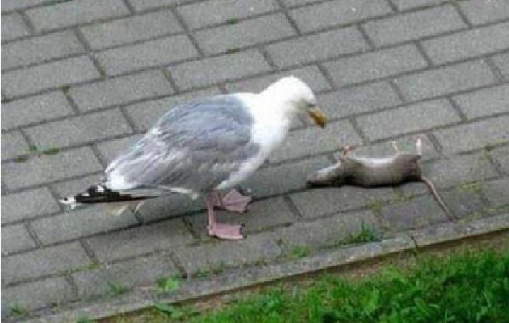 Gaviota-se-come-una-rata-en-plena-calle