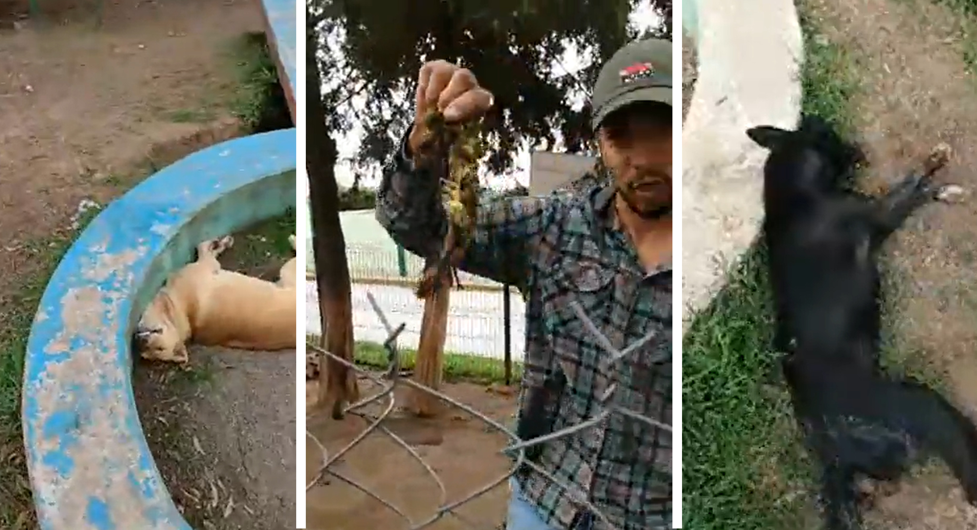 Hallan perros envenenados en refugio canino del Estado de México VIDEO