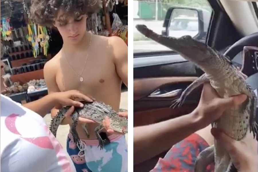VIDEO || Influencers adquieren ilegalmente cocodrilo para difundirlo en redes sociales
