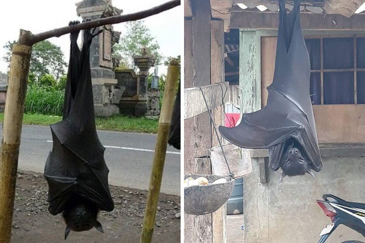 La-verdad-sobre-la-foto-del-Murciélago-Gigante