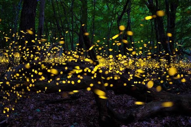 Santuario-de-lurciénegas-en-el-Edomex-en-peligro