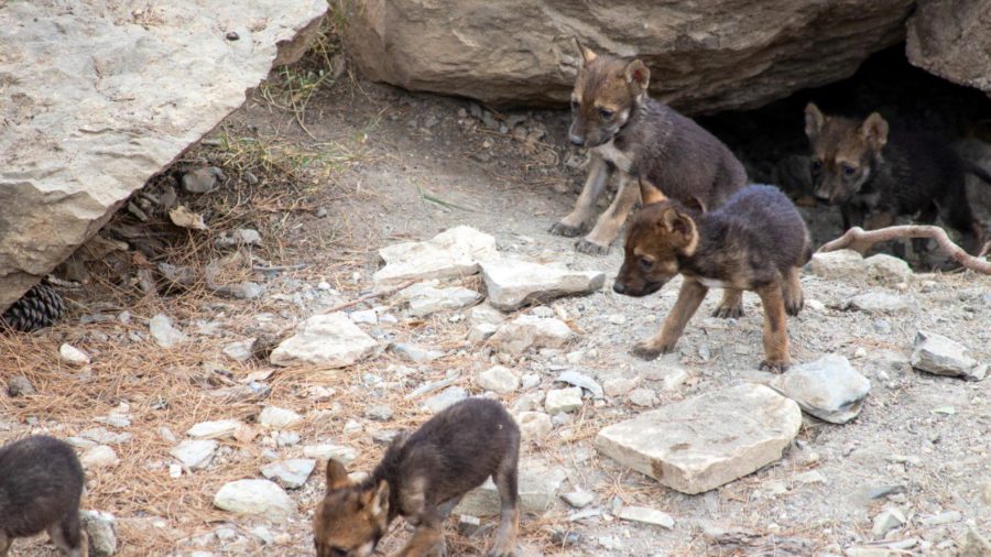 VIDEO Nacen bellos cachorros lobo gris mexicano1