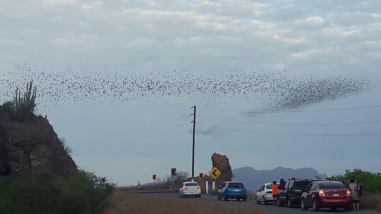 (Video) Captan espectáculo de millones de murciélagos saliendo de una famosa cueva en en Sinaloa
