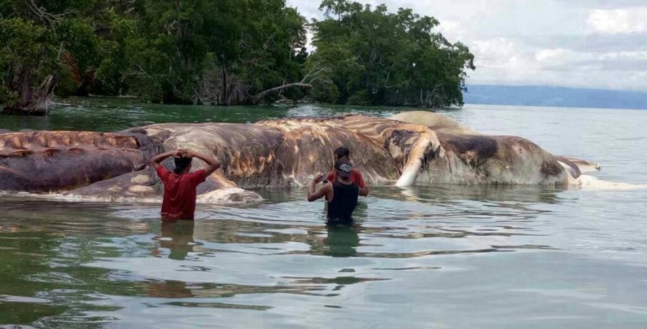 (Video) Encuentran cuerpo de un extraño y enorme animal en Indonesia
