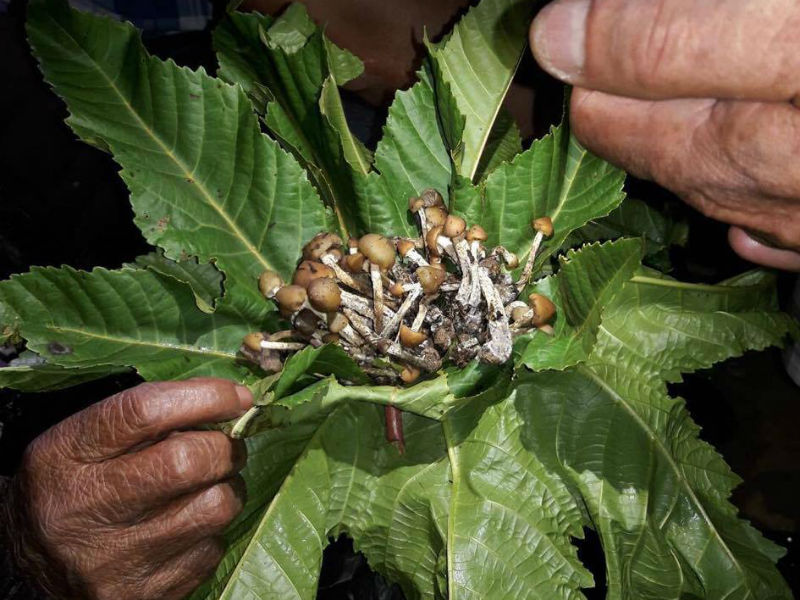 existen lugares famosos por el consumo y venta de hongos alucinógenos, uno de ellos se encuentra en el Estado de México. Se trata de San Pedro Tlanixco.