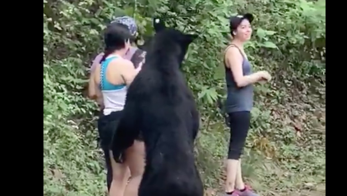 Tres mujeres se encuentran de frente a oso negro en Nuevo León