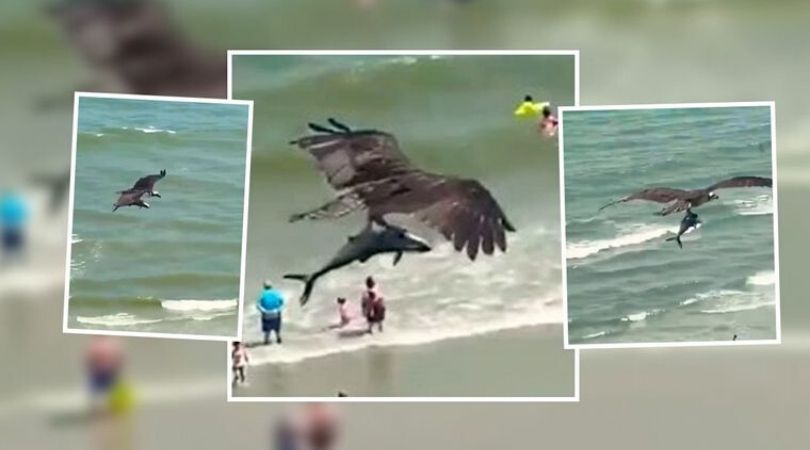 Águila-atrapa-a-tiburón-y-se-lo-lleva-volando