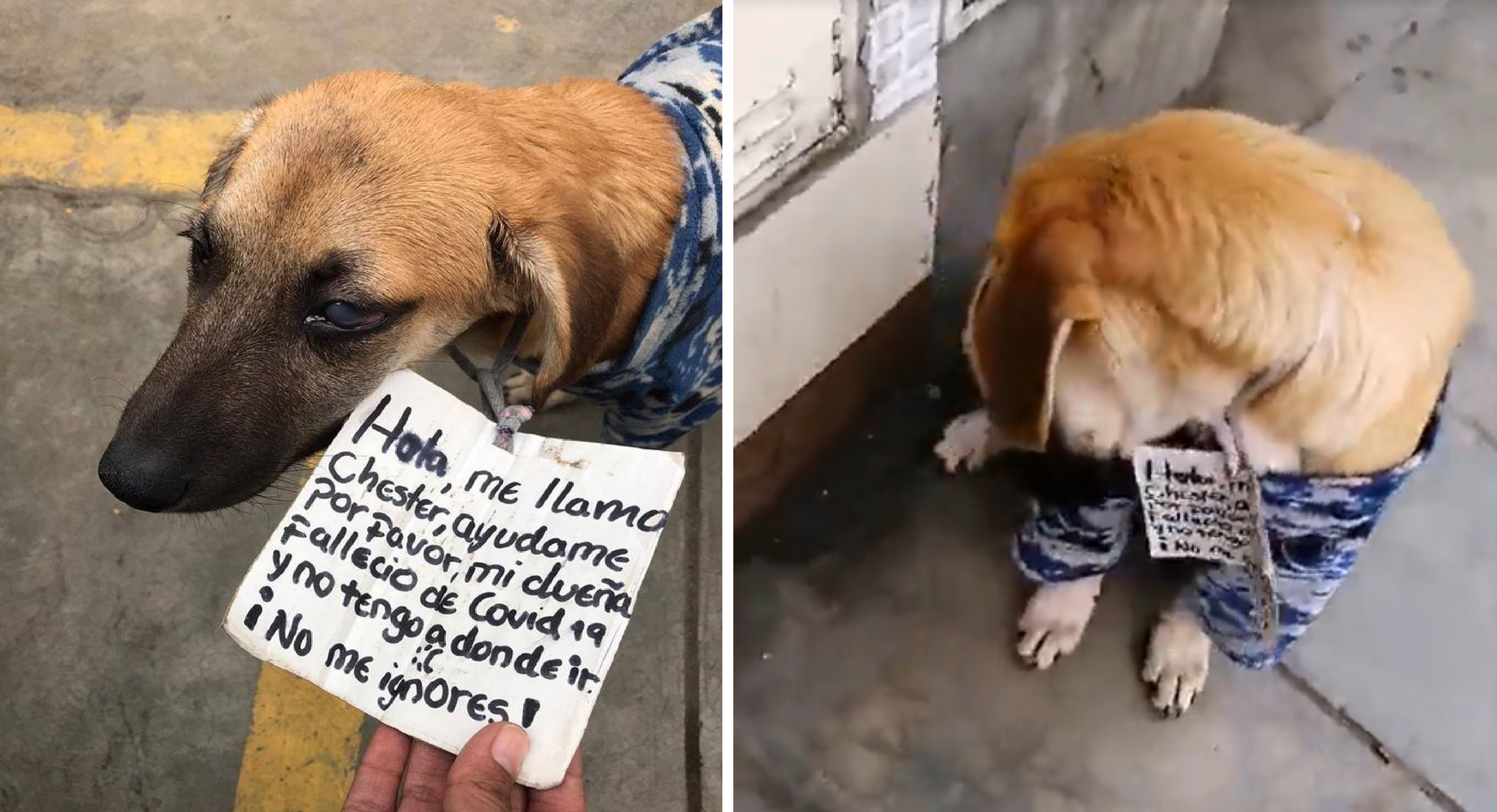 Lomito busca nuevo hogar tras haber perdido a su dueña por la pandemia