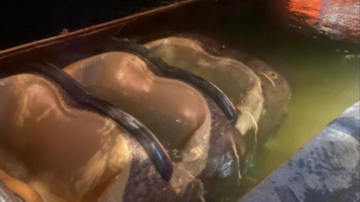 (Vídeo) Splash Mountain en Disney World se hunde con visitantes dentro de él