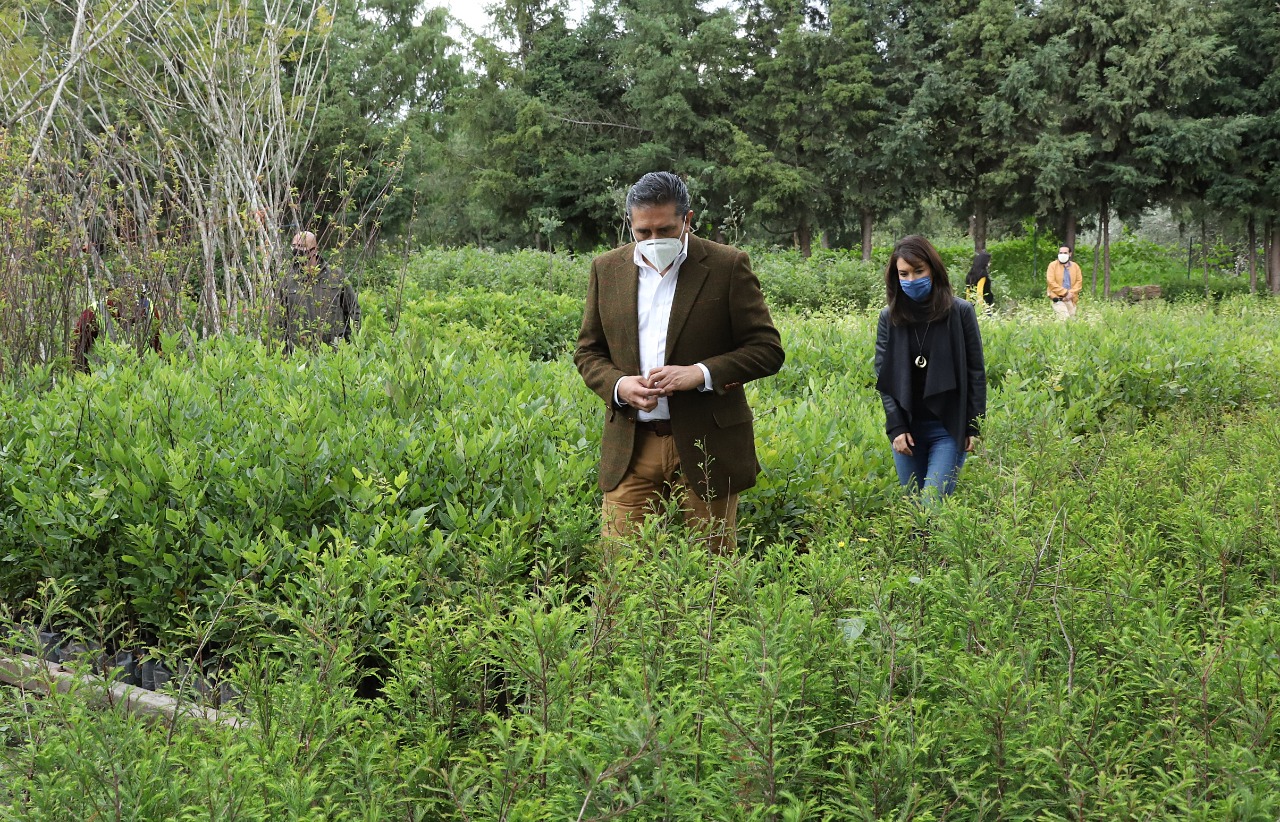 400-mil-plantas-y-arboles-son-establecidas-en-toluca-la-meta-es-de-1-8-millones