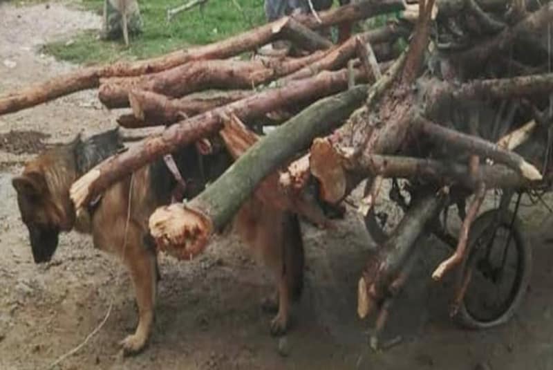 buscan-a-perrito-que-es-obligado-a-trabajar-como-bestia-de-carga-en-edomex