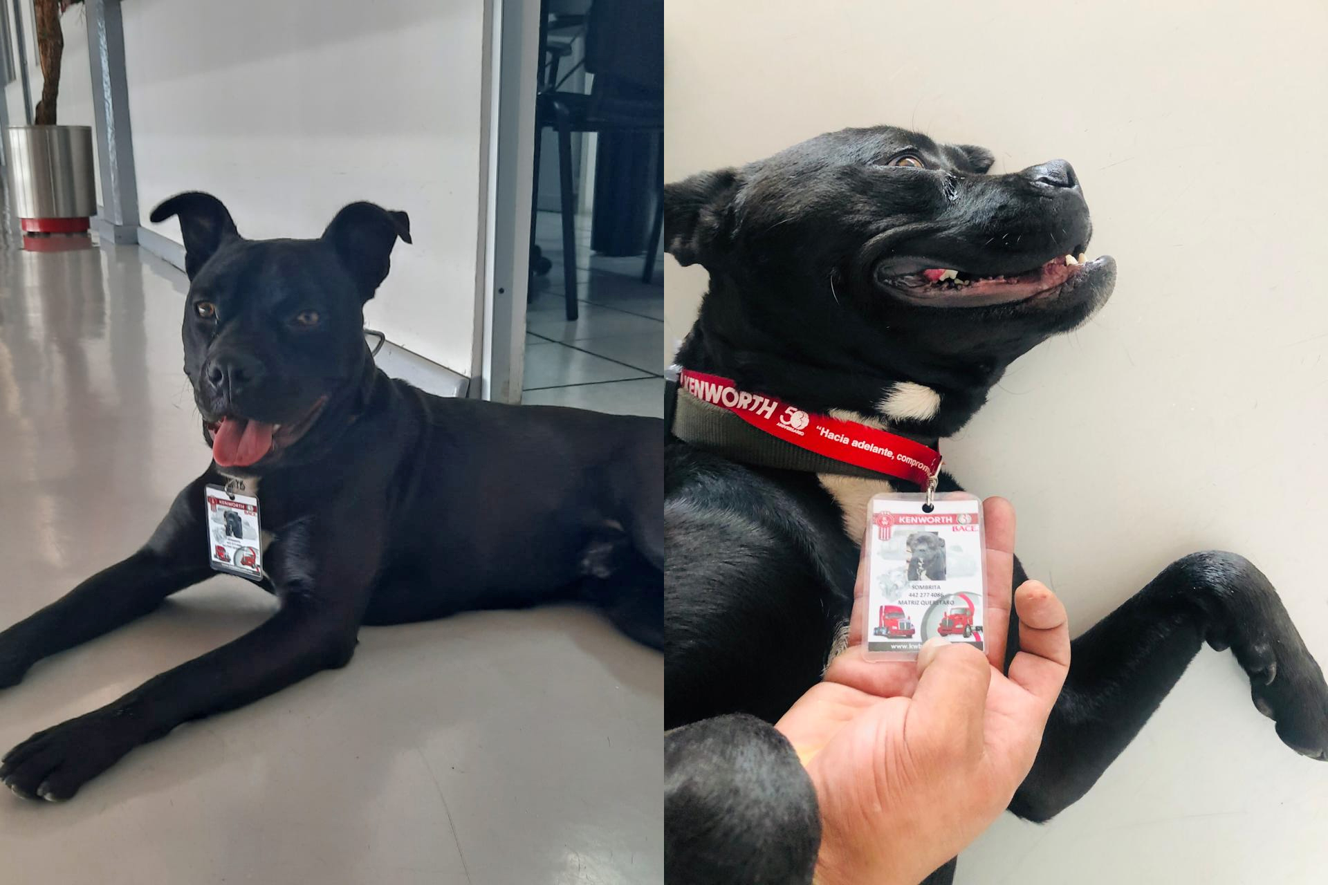 empresa-de-camiones-adopta-a-un-perrito-callejero-en-queretaro