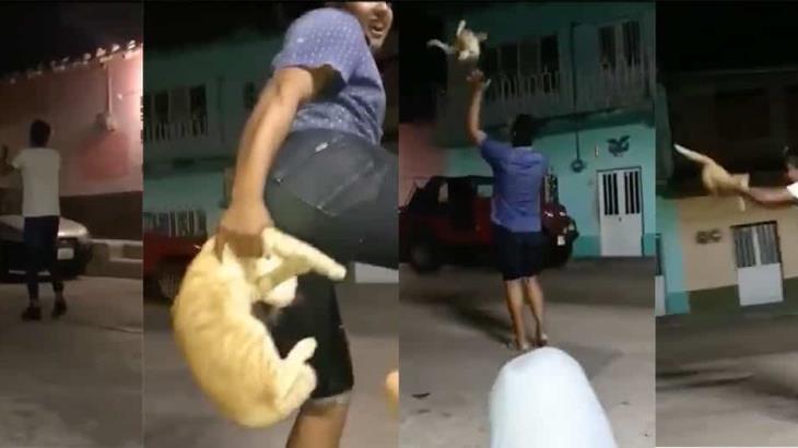 jovenes-por-maltratar-a-un-gato-haran-servicio-comunitario2