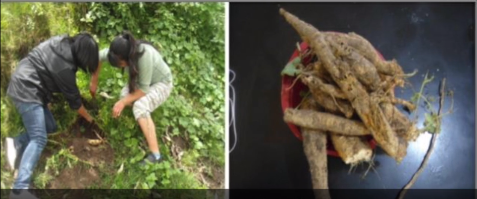 Proyecto de San Felipe del Progreso participa en concurso de sustentabilidad en Suecia