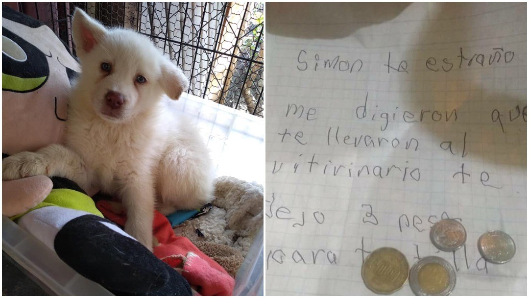Hace unos meses conocimos la historia de Simón, un perrito al que su pequeño dueño dejó encargado en un albergue con solo tres pesitos.