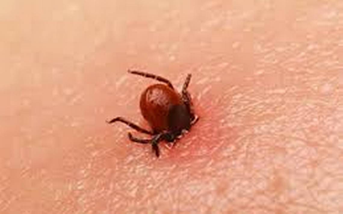 picadura-de-garrapatas-han-causado-decesos-en-china