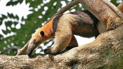 por-tortura-oso-hormiguero-pierde-la-vida-en-yucatan2