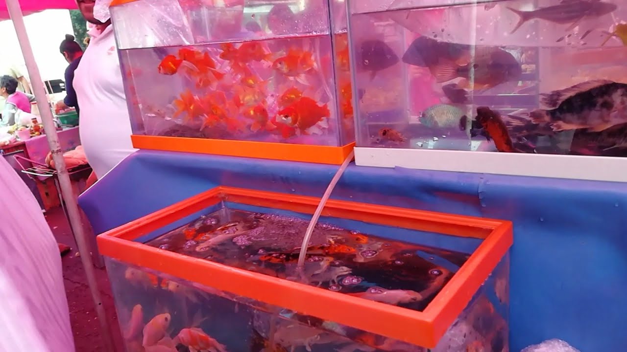 prohiben-acuarios-en-tianguis-en-la-cdmx1