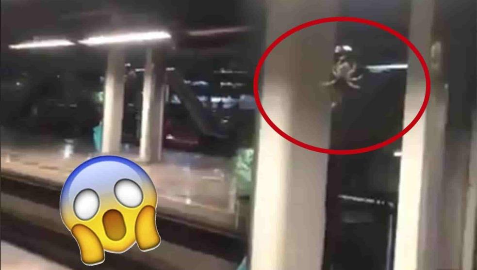 Arana-gigante-se-aparece-en-estacion-del-metro