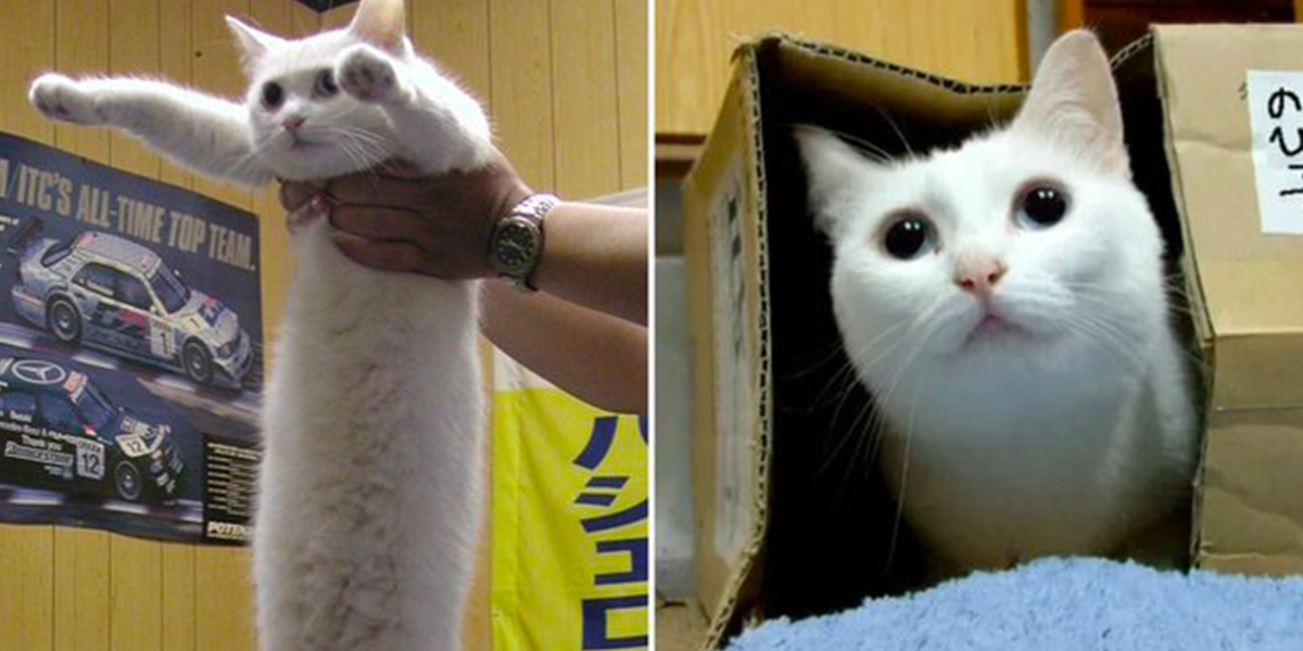 El ‘Gato largo’ de los memes falleció en Japón